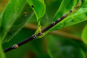 Mealybug, a pest of a plant that makes plants grow slowly.