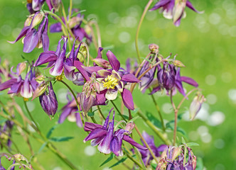 Blühende Akelei, Aquilegia vulgaris