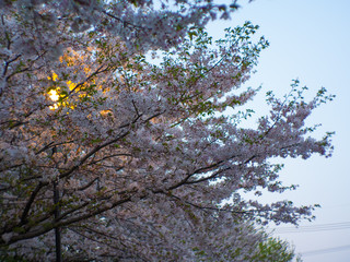 日本の熊本の夕暮れの桜