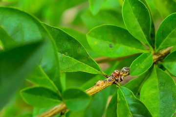 The insects lay their eggs in the branches.
