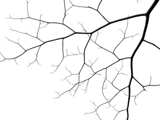 Obraz premium silhouette bare branch of tree on white background