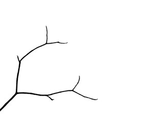 silhouette bare branch of tree on white background