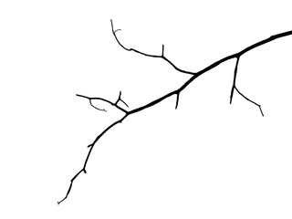 silhouette bare branch of tree on white background