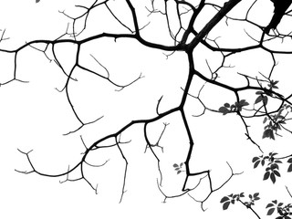 Obraz premium silhouette branch of tree on white background