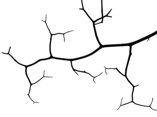 silhouette bare branch of tree on white background