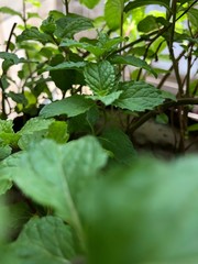 green plant in the garden