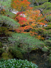 Beautiful autumn foliage of maple leaves in Kyoto