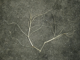 dry grass on concrete floor