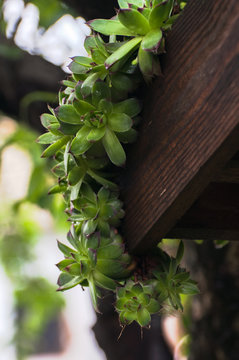 Sempervivum tectorum or houseleek, flowering plant in the family Crassulaceae, claiming that it protects buildings against lightning strikes. 
