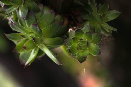 Sempervivum tectorum or houseleek, flowering plant in the family Crassulaceae, claiming that it protects buildings against lightning strikes. 