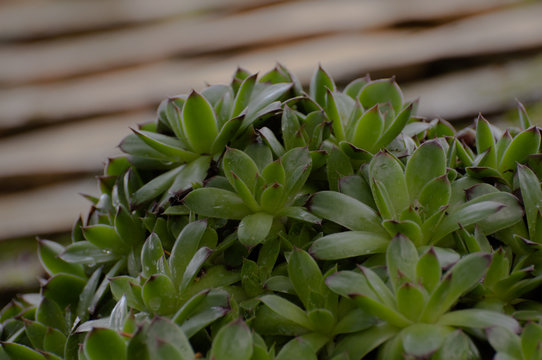 Sempervivum tectorum or houseleek, flowering plant in the family Crassulaceae, claiming that it protects buildings against lightning strikes. 