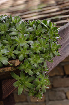 Sempervivum tectorum or houseleek, flowering plant in the family Crassulaceae, claiming that it protects buildings against lightning strikes. 