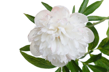 Delicate white peony flower isolated on white background.