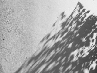 abstract shadow leaf on white wall