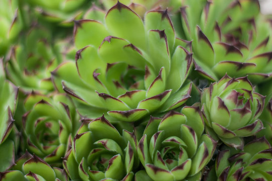 Sempervivum tectorum or houseleek, flowering plant in the family Crassulaceae, claiming that it protects buildings against lightning strikes. 