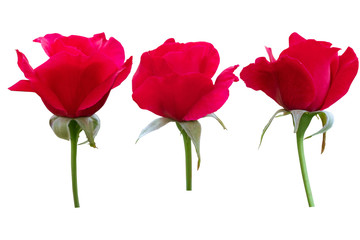 Blurred for Background.Red rose isolated on the white background. Photo with clipping path.