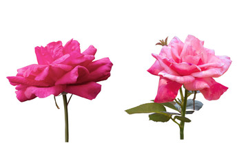 Blurred for Background.Beautiful Pink rose isolated on the white background. Photo with clipping path.