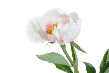 Gentle pinkish peony flower isolated on white background.