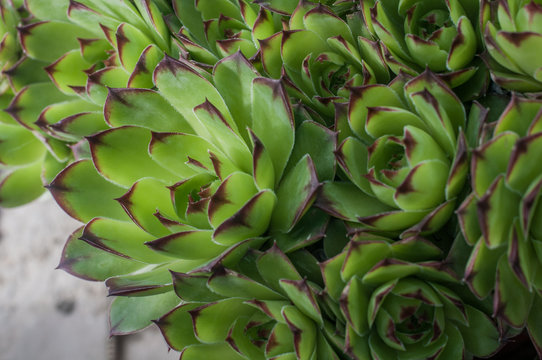Sempervivum tectorum or houseleek, flowering plant in the family Crassulaceae, claiming that it protects buildings against lightning strikes. 