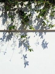shadow of leaves on white wall