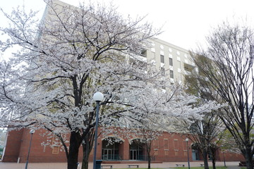 White cherry tree in full bloom