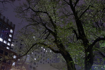 White cherry blossom in night