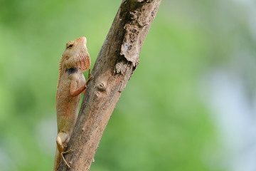 Closeup of a chameleon on a tree in Thailand.