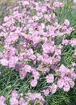 Bl&uuml;hende Nelken, Dianthus