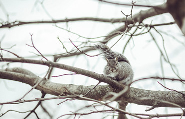 Ecureuil dans les bois 