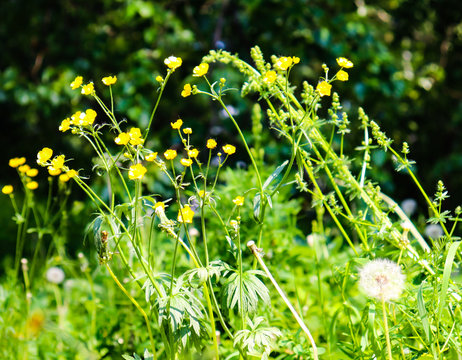 Yellow forest fiowers and dandelion.