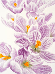 Watercolor painting with violet crocus flower on the white background