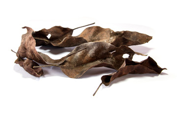 dry leaf set isolated on white background