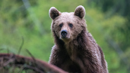 Obraz na płótnie Canvas Young brown bear in the wild- Romania