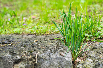 grass grows through concrete slabs