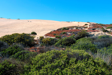 Flowers/Flora at the dunes: Trailing ice plants on the sandy dune slopes