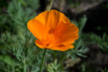 Californian golden poppy close up