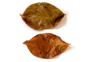 Naklejka premium dry leaf