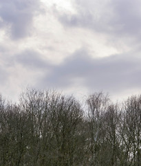 Branches of bare trees under cloudy sky.