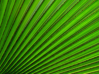 Obraz premium green palm leaf with line