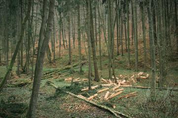 Walking in the spring forest