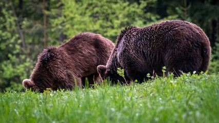 Young brown bear in the wild- Romania