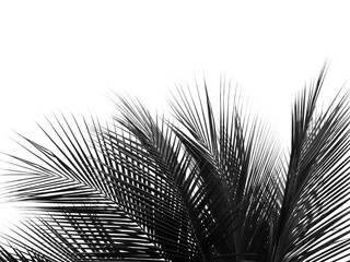 beautiful palms leaf on white background