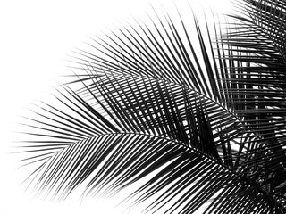 beautiful palms leaf on white background