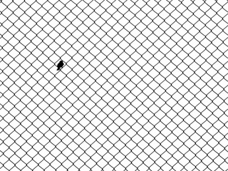 silhouette bird at wire mesh of fence on white background