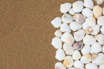 Sea shells on the wet sandy shore, background with copy space, close up, top view