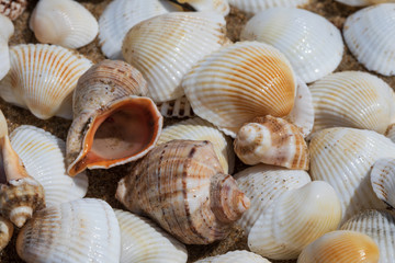 Sea shells on wet sand background, close up