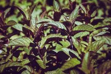 Frische Pfefferminze im Garten