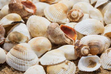 Sea shells on wet sand, close up
