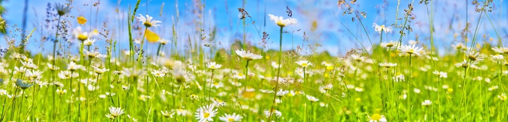 Beautiful flower meadow with daisies.
