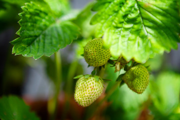 Homegrown unripe strawberries, with the strawberries just starting to turn red